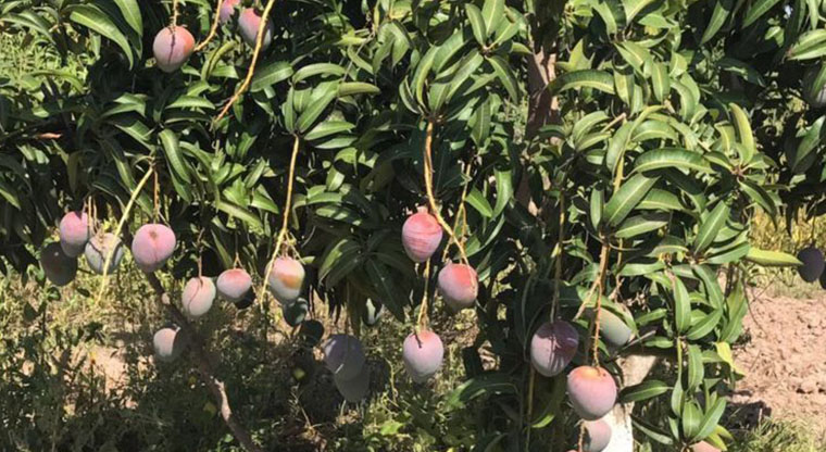 Mangueros piden fitosanidad en la fruta del sur